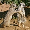 Meerkat's Avatar